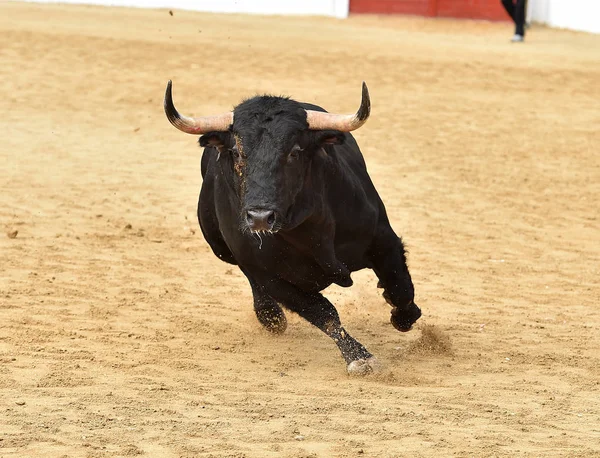 Tjuren Spanien Med Stora Horn — Stockfoto