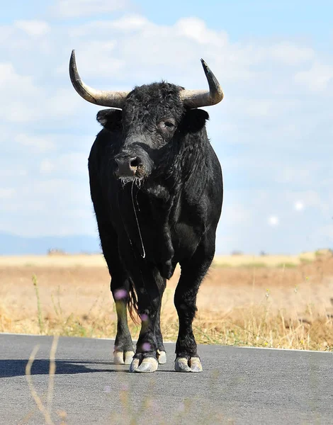 Toro España Con Cuernos Grandes —  Fotos de Stock