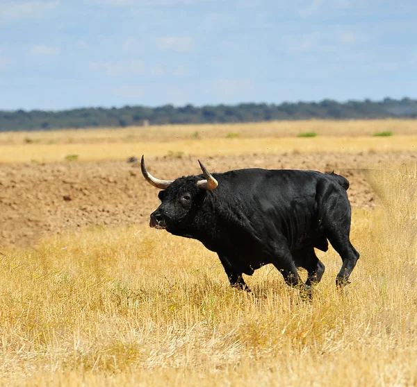 Bull Španělsku Velkými Rohy — Stock fotografie