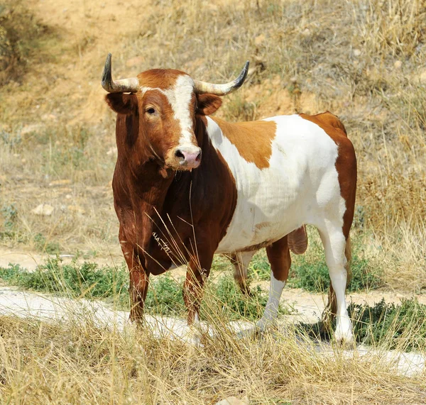 Spanya Ile Büyük Boynuzları Boğa — Stok fotoğraf