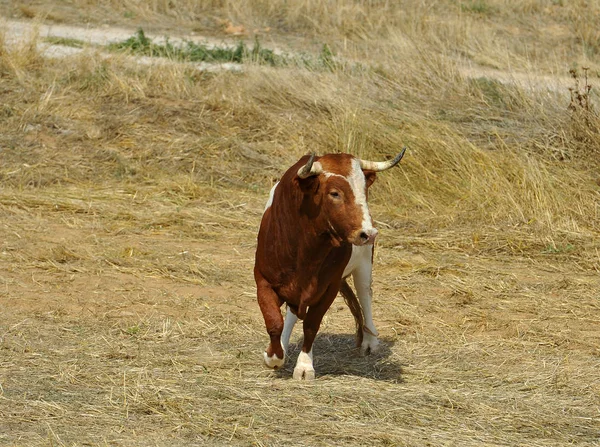 Bull Španělsku Velkými Rohy — Stock fotografie