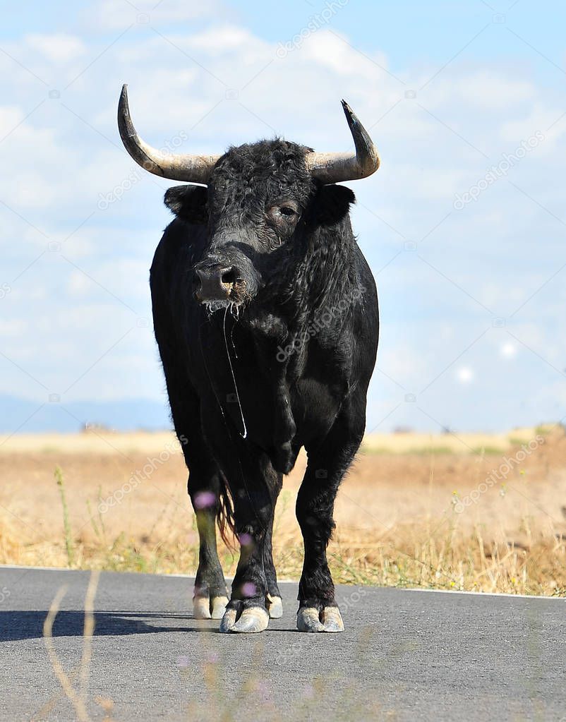 bull in spain with big horns