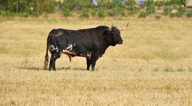 Arena içinde çalışan İspanya büyük boğa