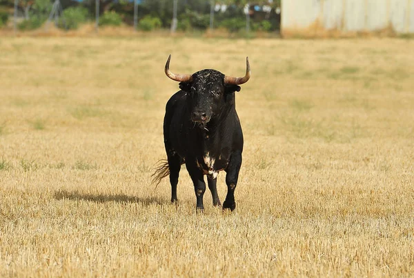 Bull Španělsku Podívané — Stock fotografie