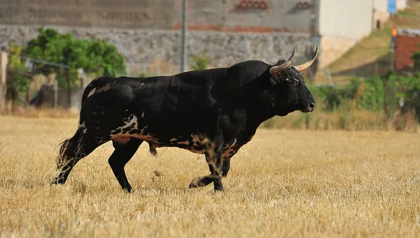 Toro Spagna Spettacolo — Foto Stock