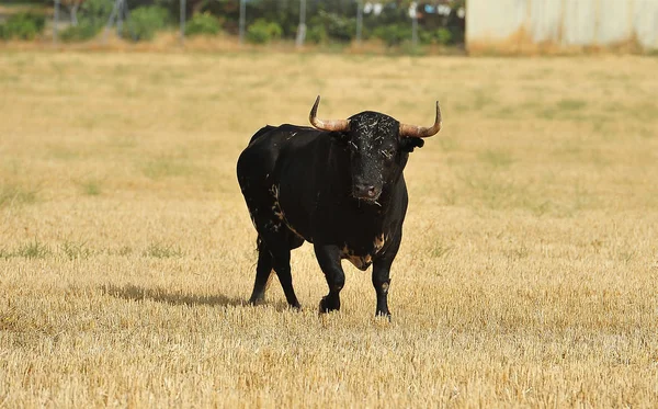 Bull Španělsku Podívané — Stock fotografie