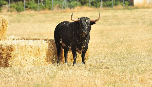 公牛在西班牙在奇观 — 图库照片
