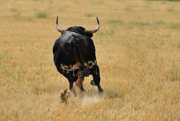 Taureau Espagne Spectacle — Photo