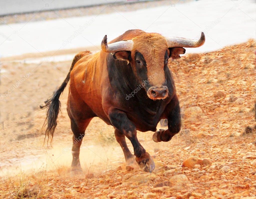 bull in spain in spectacle