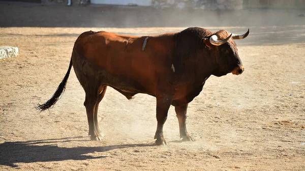 西班牙的大公牛在斗牛场跑 — 图库照片