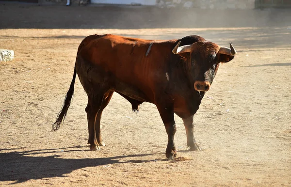 Grande Toro Spagna Esecuzione Bullring — Foto Stock