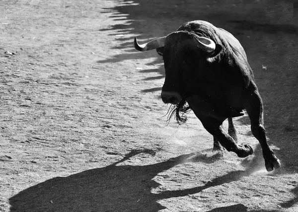 Nagy Bull Futó Bikaviadal Spanyolországban — Stock Fotó