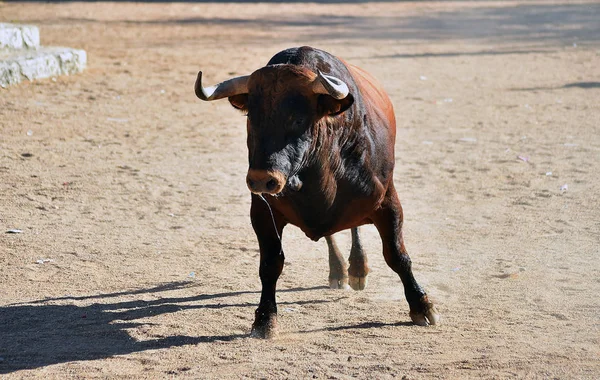 Großer Stier Spanien Läuft Stierkampfarena — Stockfoto