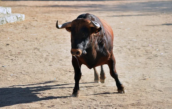 Grand Taureau Espagne Courir Dans Les Arènes — Photo