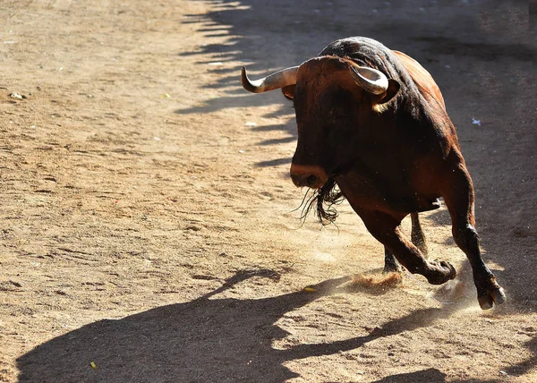 Grande Touro Espanha Correndo Tournée — Fotografia de Stock