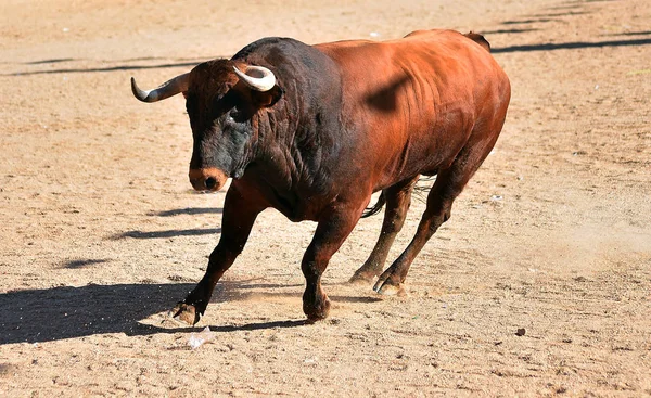 Μεγάλο Ταύρο Στην Ισπανία Που Εκτελούνται Αρένα Ταυρομαχιών — Φωτογραφία Αρχείου