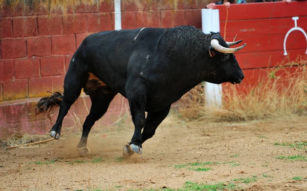 Grand Taureau Espagne Courir Dans Les Arènes — Photo