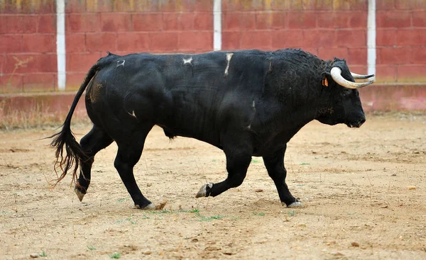 Grande Touro Espanha Correndo Tournée — Fotografia de Stock