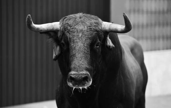 Stor Tjur Spanien Kör Tjurfäktningsarena — Stockfoto
