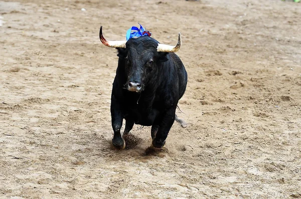 スペインの闘牛場で実行する大きな牛 — ストック写真