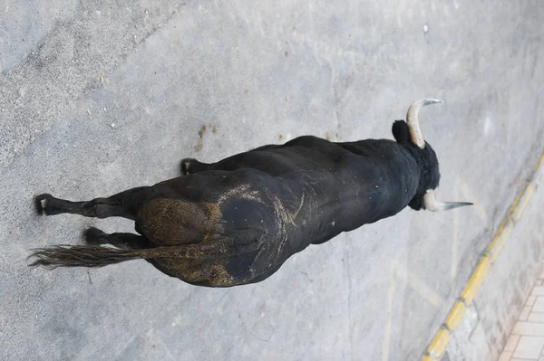 Großer Stier Spanien Läuft Stierkampfarena — Stockfoto