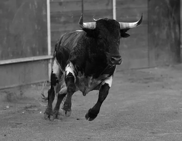 Grande Touro Espanha Correndo Tournée — Fotografia de Stock