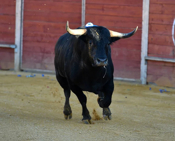 Grande Touro Espanha Correndo Tournée — Fotografia de Stock