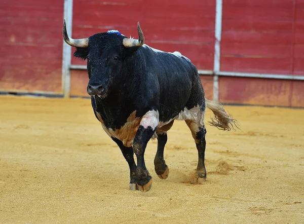 Grand Taureau Espagne Courir Dans Les Arènes — Photo