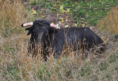 İspanya ' gözlük boğa