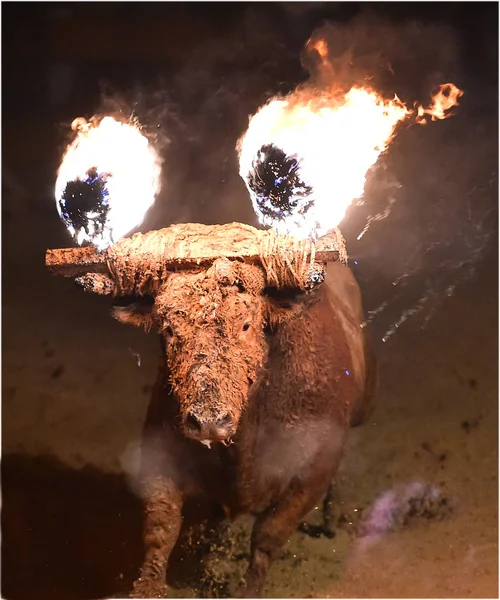 stock image bull in traditional spectacle in spain