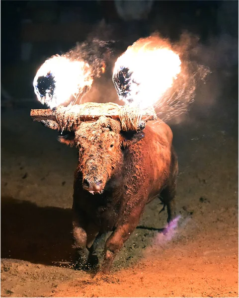 公牛在西班牙的传统奇观 — 图库照片