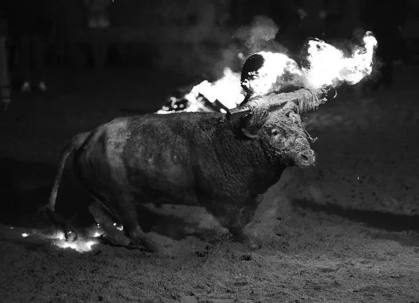 Bulle Bei Traditionellem Spektakel Spanien — Stockfoto