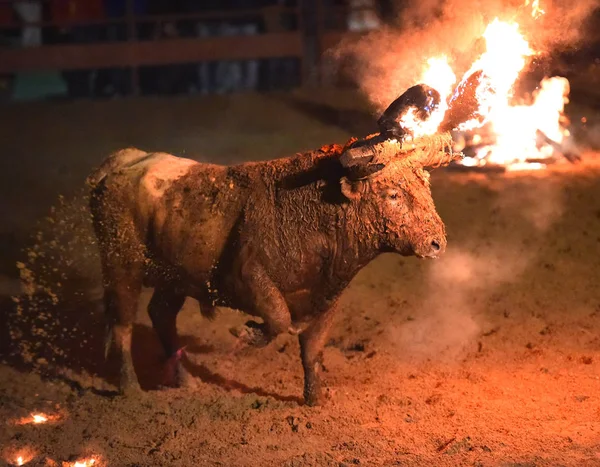 Touro Espetáculo Tradicional Espanha — Fotografia de Stock