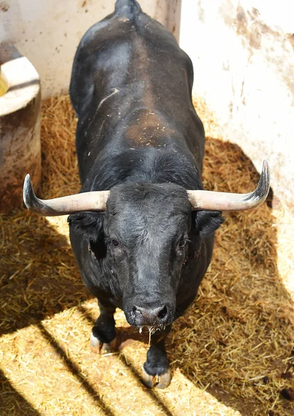 Bull Tradiční Podívané Španělsku — Stock fotografie