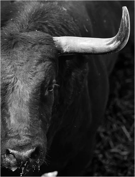 Bull Tradiční Podívané Španělsku — Stock fotografie