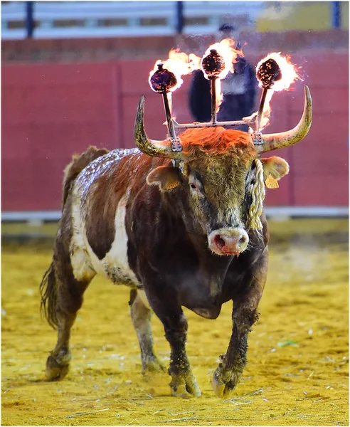 Stier Spanje Met Vuur Hoorns — Stockfoto