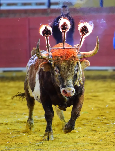 Bull Spain Fire Horns — Stock Photo, Image