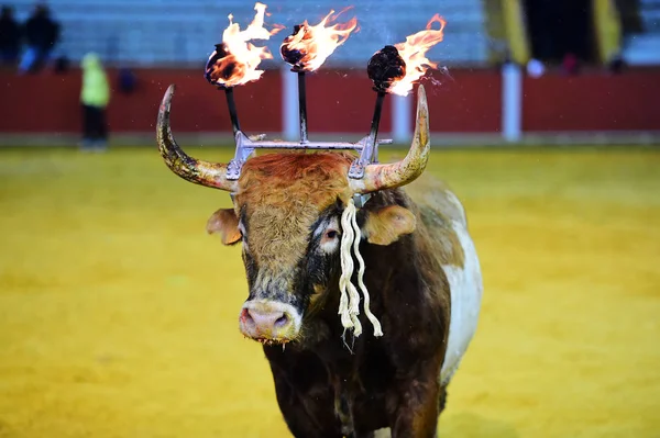 Toro España Con Fuego Los Cuernos — Foto de Stock