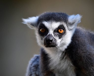 Lemur doğada