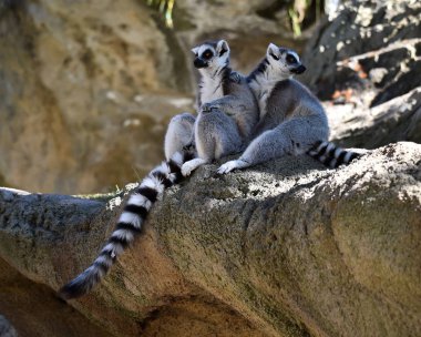 Lemur doğada