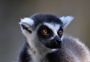 Lemur doğada