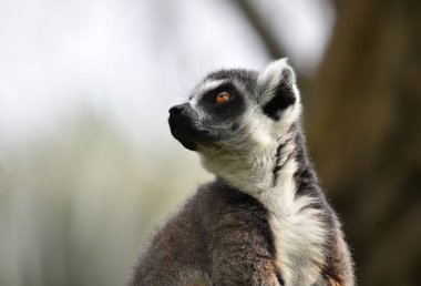 Lemur doğada