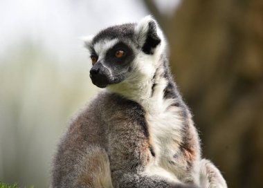Lemur doğada
