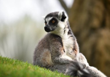 Lemur doğada