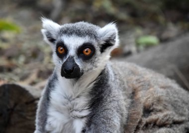Lemur doğada