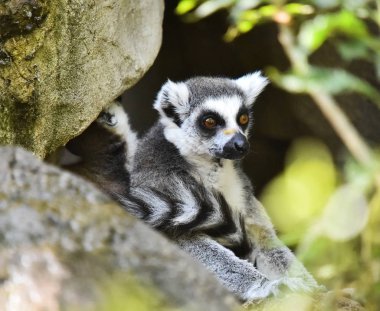 Lemur doğada