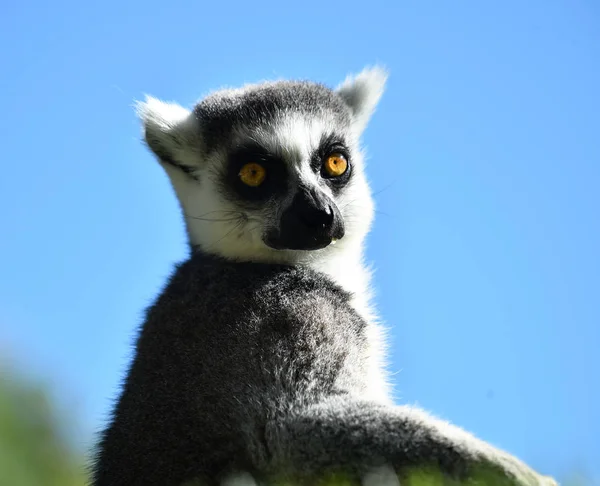 Lemur Naturen - Stock-foto