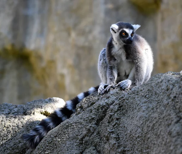 Lemur Natuur — Stockfoto