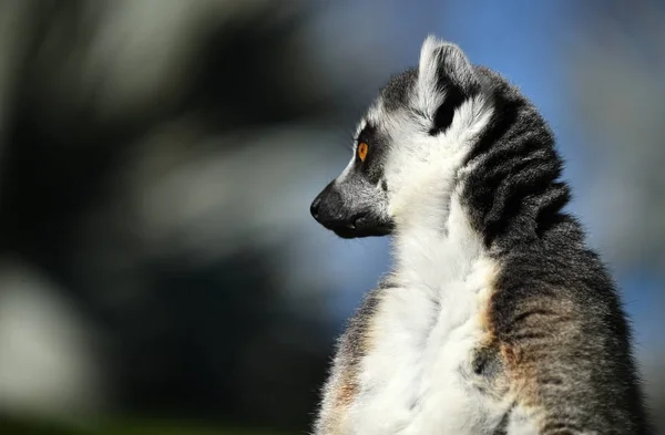 Lemur Naturen — Stockfoto