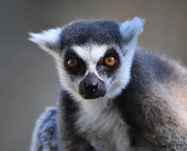 Lemur Der Natur — Stockfoto